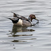 Male pintail duck