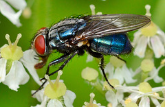 Bluebottle,Blow Fly. Calliphora vomitoria