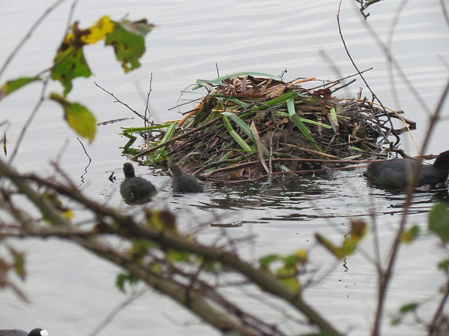 Coot chicks at the Great Pool in Himley Estate, October 2011