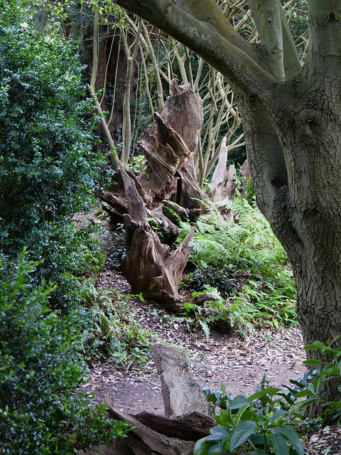 Ickworth- In the Stumpery