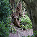 Ickworth- In the Stumpery