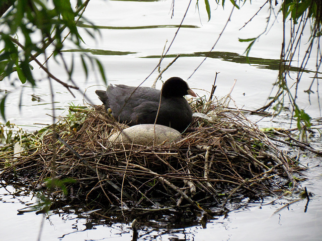 A Coot at the Great Pool in Himley Estate in 2015, what is in the nest?