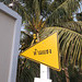 Coocotier fléché en jaune / Arrow coconut tree in yellow