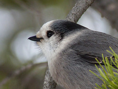 Canada's new National Bird - the Gray Jay
