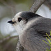Canada's new National Bird - the Gray Jay