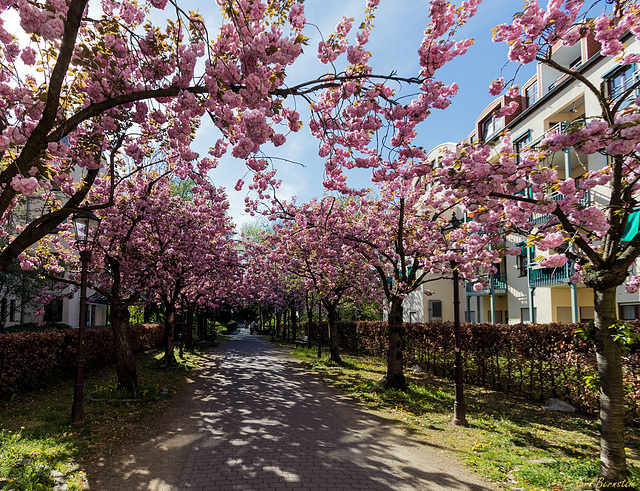 Kirschblüte am Wall (PiP)