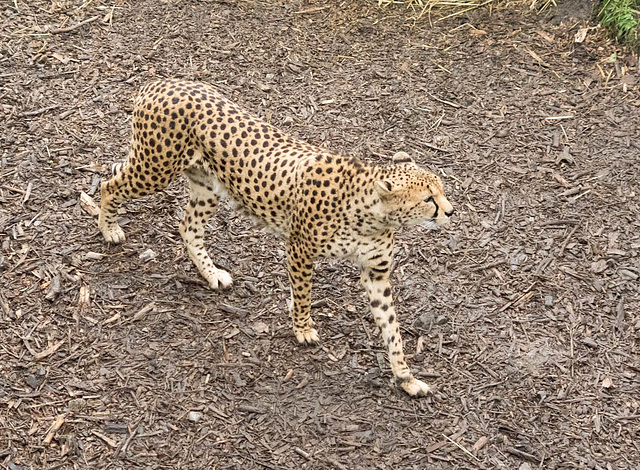 Cheetah 1 (1)