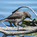 Young Common Grackle