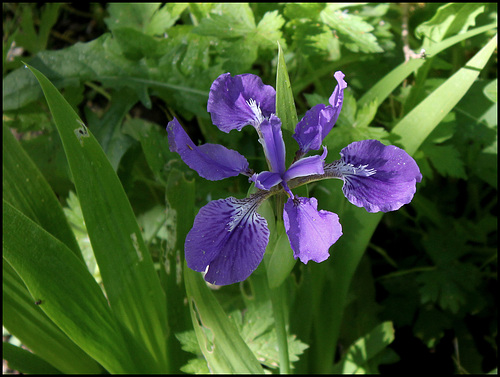 Iris tectorum forme géante (1)