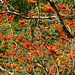 Flame Tree, Main Ridge Forest Reserve trip, Tobago, Day 2