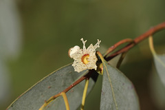 Eucalyptus gunnii tree flower