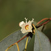 Eucalyptus gunnii tree flower