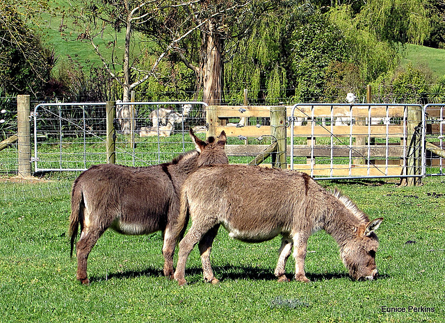 Donkey Pair.