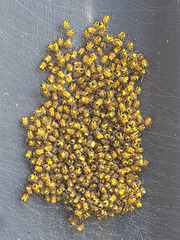 A Cluster of Baby Spiders