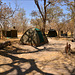 Camping in Moremi Game Reserve.
