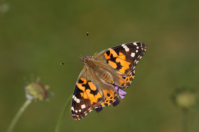 Painted Lady (Vanessa cardui/Cynthia cardui) butterfly