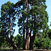 IMG 5518-001-Giant Pine