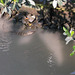 Bain d'iguane / Iguana's bath time