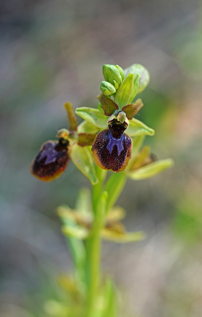 Eine kleine Kostbarkeit - Ophrys sphegodes subsp. litigiosa - A small gem