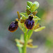 Eine kleine Kostbarkeit - Ophrys sphegodes subsp. litigiosa - A small gem