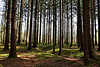 Wald am Häcklerweiher (PicinPic)