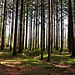 Wald am Häcklerweiher (PicinPic)