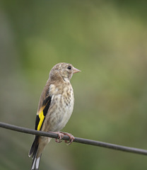 Goldfinch (Carduelis carduelis), juvenile