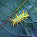 Caterpillar of the Limacoidae family