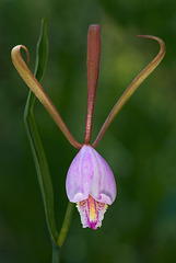 Cleistesiopsis bifaria (Mountain Small Spreading Pogonia orchid)