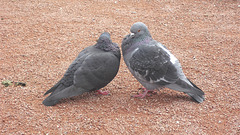 couple de pigeon amoureux