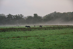 Animals in the morning mist