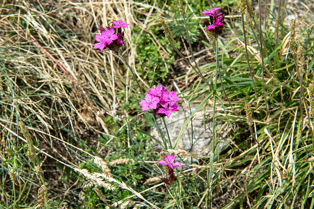 Dianthus carthusianorum, Karthäuser-Nelke