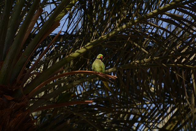 Israel, Eilat, One Small Green Parrot