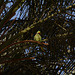 Israel, Eilat, One Small Green Parrot