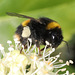 BumblebeeIMG 8129