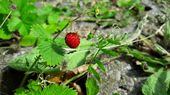 Tiny Wild Strawberry