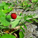Tiny Wild Strawberry