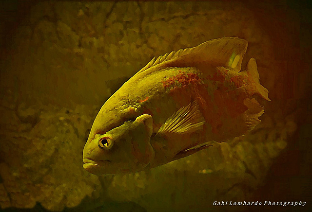 the yellow fish