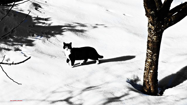 Schnee-Katze