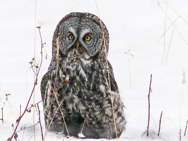 Great Gray Owl with its catch
