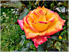Au jardin: Rose après la pluie avec PIP