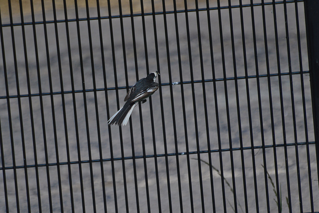 Pied Wagtail 2.
