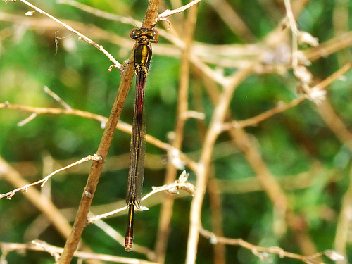 Small Red Damsel f (Ceriagrion tenellum typica) DSC 5125