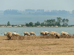 Sheep on a smoky day