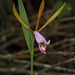 Cleistesiopsis bifaria (Mountain Small Spreading Pogonia orchid)