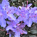 Rhododendron Flowering Shrub