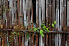 Vine on the bamboo fence
