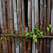 Vine on the bamboo fence