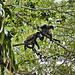 Howler Monkeys – Caño Negro National Wildlife Refuge, Río Frío, Alajuela Province, Costa Rica