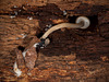 Mushroom Growing Through Crack from Underneath